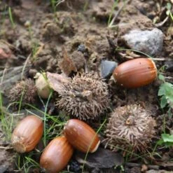 Quercus Robur -KANG Plants Shop tr0000004679 card3 lg