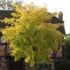 Robinia Pseudoacacia 'Frisia'