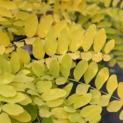 Robinia Pseudoacacia 'Frisia' -KANG Plants Shop tr0000004687 card3 lg