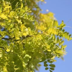 Robinia Pseudoacacia 'Frisia' -KANG Plants Shop tr0000004687 card4 lg