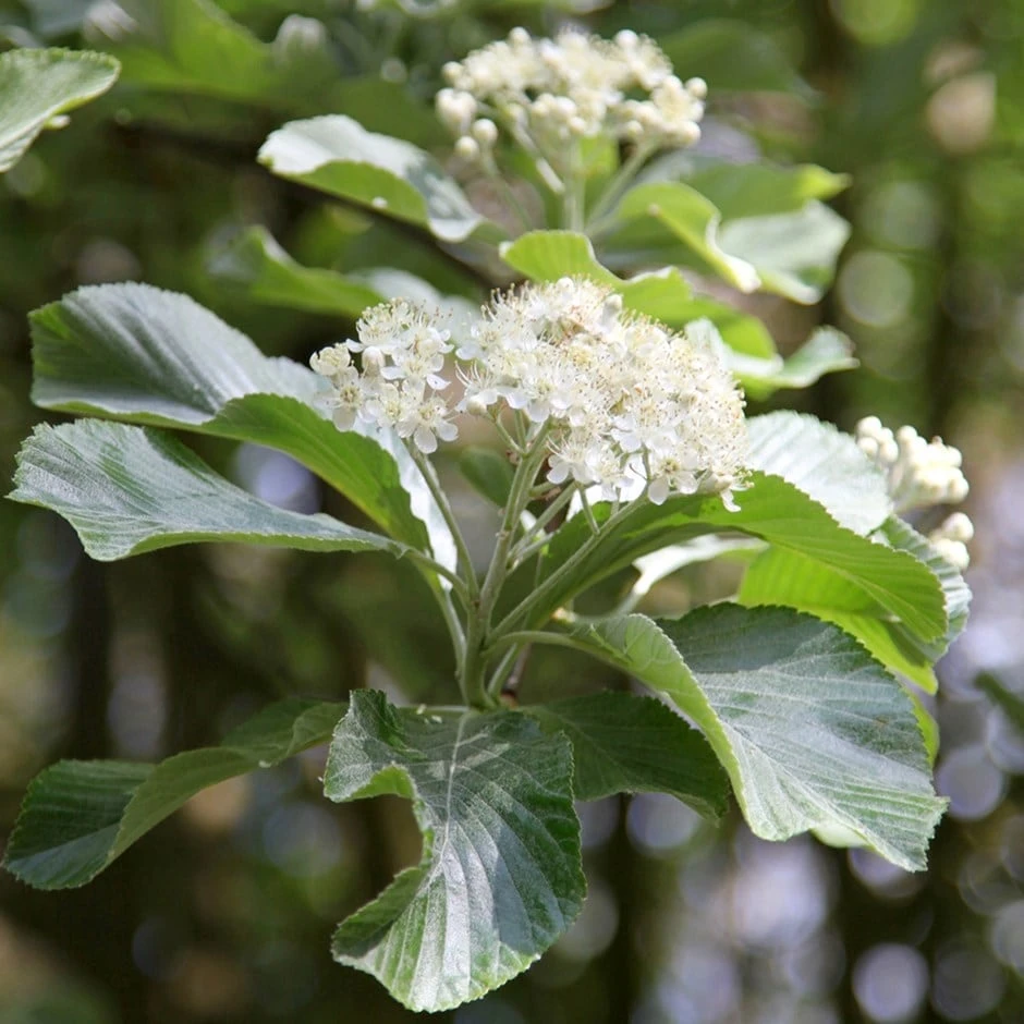 Sorbus Aria 'Lutescens' 3 Sorbus Aria 'Lutescens'