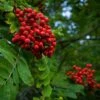 Sorbus Aucuparia 'Sheerwater Seedling' -KANG Plants Shop tr0000004725