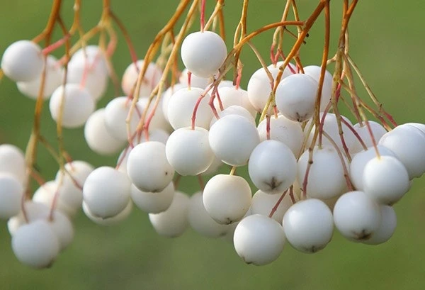 Sorbus Cashmiriana 'Hedl.' 4 Sorbus Cashmiriana 'Hedl.' - Image 2