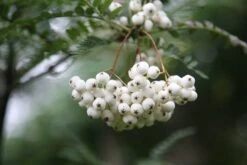 Sorbus Cashmiriana 'Hedl.' 7 Sorbus Cashmiriana 'Hedl.' -KANG Plants Shop tr0000004726 card3 lg