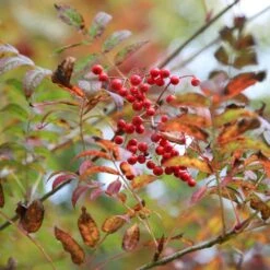 Sorbus Commixta 'Embley'