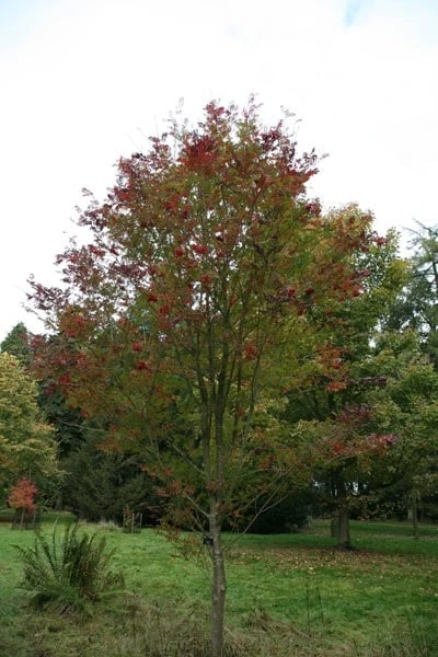 Sorbus Commixta 'Embley' 4 Sorbus Commixta 'Embley' - Image 2