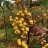Sorbus 'Joseph Rock' 1 Sorbus 'Joseph Rock' -KANG Plants Shop tr0000004734
