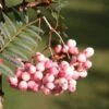 Sorbus Vilmorinii -KANG Plants Shop tr0000004742