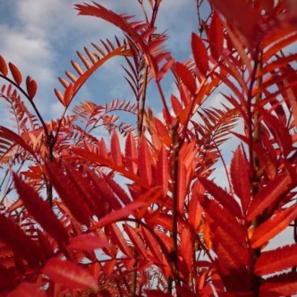 Sorbus Vilmorinii 4 Sorbus Vilmorinii - Image 2