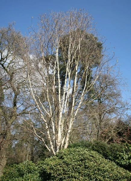 Betula Utilis Subsp. Jacquemontii 'Grayswood Ghost' 4 Betula Utilis Subsp. Jacquemontii 'Grayswood Ghost' - Image 2