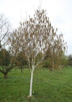 Betula Utilis Subsp. Jacquemontii 'Grayswood Ghost' 9 Betula Utilis Subsp. Jacquemontii 'Grayswood Ghost' -KANG Plants Shop tr0000078429 card3 lg