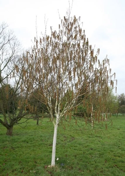 Betula Utilis Subsp. Jacquemontii 'Grayswood Ghost' 5 Betula Utilis Subsp. Jacquemontii 'Grayswood Ghost' - Image 3