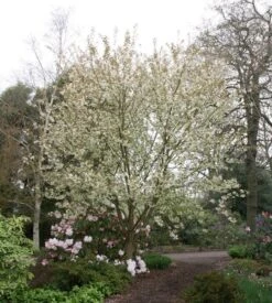 Prunus 'Ukon' -KANG Plants Shop tr2000003373 card2 lg