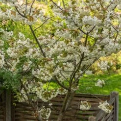 Prunus 'Ukon' -KANG Plants Shop tr2000003373 card3 lg