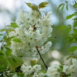 Prunus 'Ukon' -KANG Plants Shop tr2000003373 card4 lg