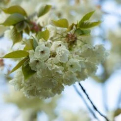 Prunus 'Ukon' -KANG Plants Shop tr2000003373 card5 lg