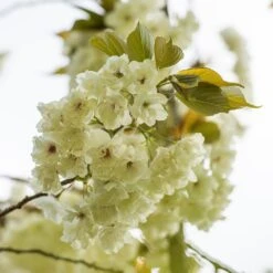 Prunus 'Ukon' -KANG Plants Shop tr2000003373 card7 lg