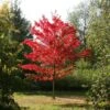 Acer Rubrum 'October Glory' 2 Acer Rubrum 'October Glory' -KANG Plants Shop tr2000013162