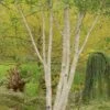 Betula Utilis Subsp. Jacquemontii 'Doorenbos' -KANG Plants Shop tr2000018125
