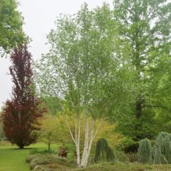 Betula Utilis Subsp. Jacquemontii 'Doorenbos' -KANG Plants Shop tr2000018125 card2 lg