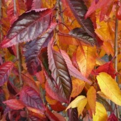 KANG Plants Shop -KANG Plants Shop tr2000018169 card2 lg