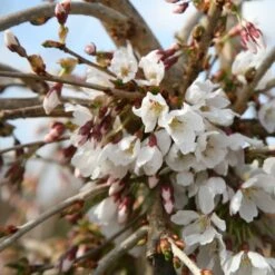 Prunus 'Snow Showers' -KANG Plants Shop tr2000018169 card3 lg