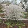 Prunus 'The Bride' -KANG Plants Shop tr2000018170
