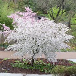 Prunus 'The Bride' 7 Prunus 'The Bride' -KANG Plants Shop tr2000018170 card3 lg