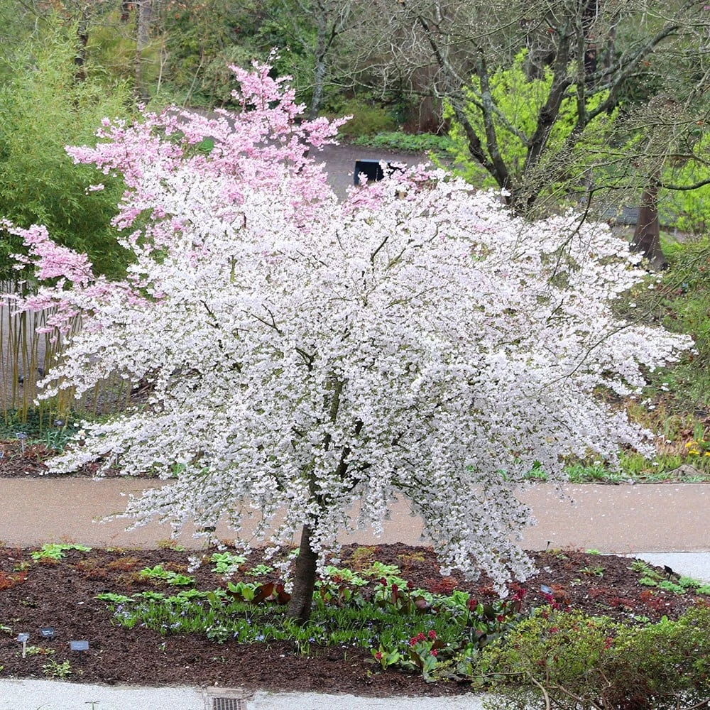 Prunus 'The Bride' 5 Prunus 'The Bride' - Image 3