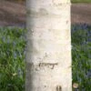Betula Utilis Subsp. Jacquemontii -KANG Plants Shop tr2000029151