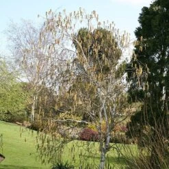 Betula Utilis Subsp. Jacquemontii -KANG Plants Shop tr2000029151 card3 lg