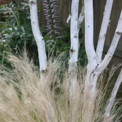 Betula Utilis Subsp. Jacquemontii -KANG Plants Shop tr2000029151 card5 lg