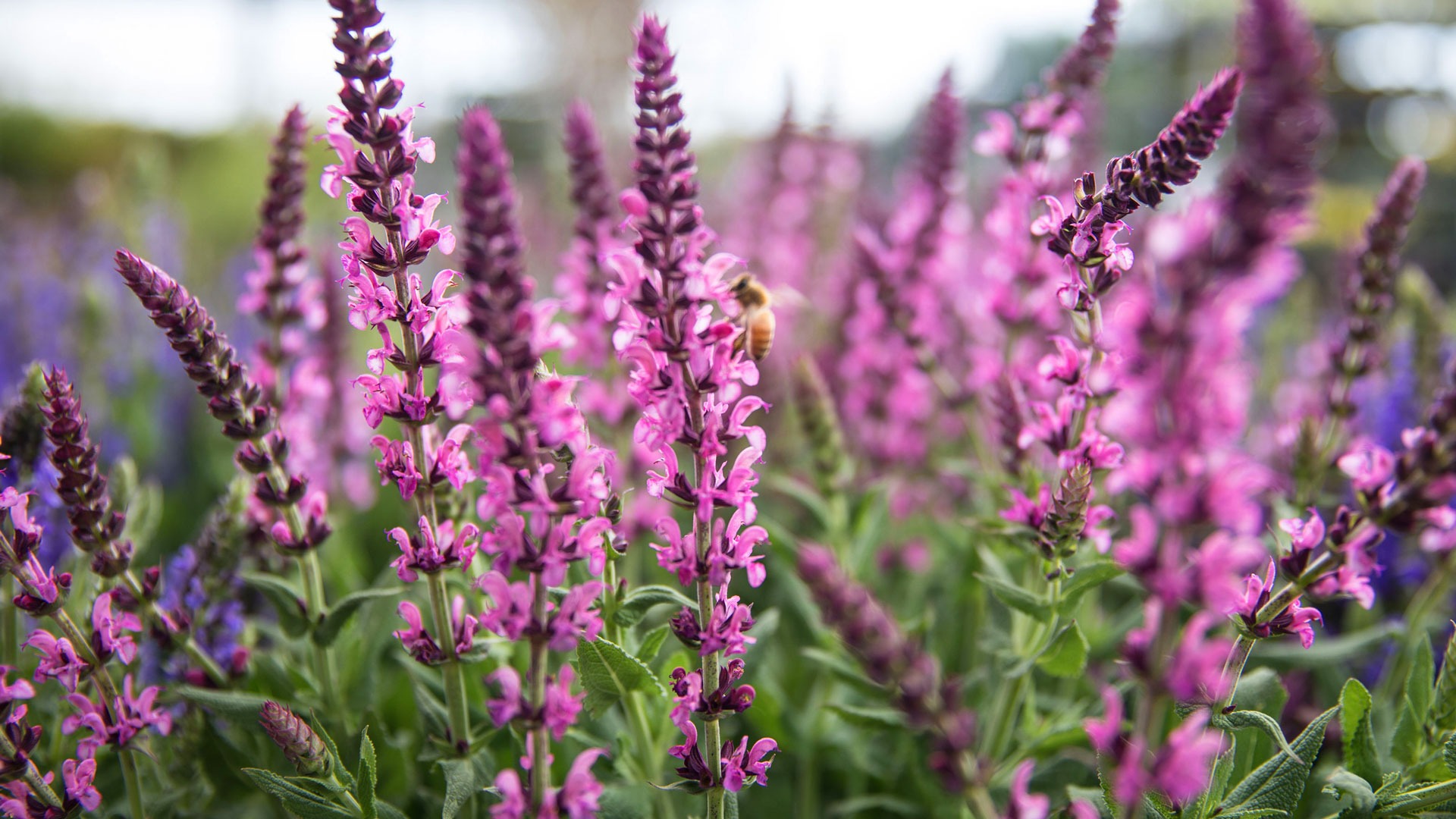 KANG Plants Shop -KANG Plants Shop OT Newsite Perennials Hero 2021